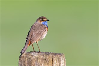 White-starred bluethroat (Luscinia svecica cyanecula), male, sitting on wooden fence post,