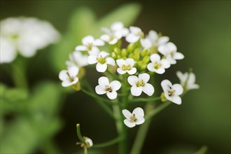 Watercress (Nasturtium officinale), flowers, medicinal plant, North Rhine-Westphalia, Germany,