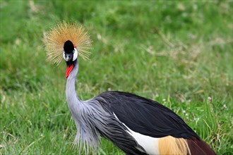 Black crowned crane (Balearica pavonina) Ngorongoro Crater, Ngorongoro Conservation Area, Tanzania,