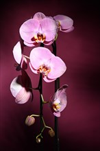 Pink orchid (Phalaenopsis) on dark purple background