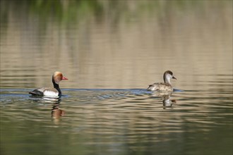 Red-crested pochard (Netta rufina), male and female swimming on a pond, Thuringia, Germany, Europe