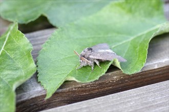 Beech moth (Calliteara pudibunda), male, moth, macro, antennae, The beech moth has grey wings and