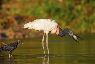 Jabiru (Jabiru mycteria) Pantanal Brazil