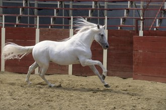 Andalusian, Andalusian horse, Antequera, Andalusia, Spain, Europe