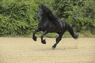 Friesian, Friesian horse