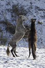 Andalusian, Andalusian horse, snow, playing