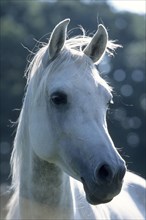 Arabian, Horse, Portrait