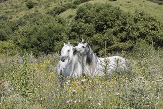 Arabian, horse, flower meadow, playing