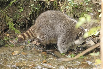 Raccoon (Procyon lotor)