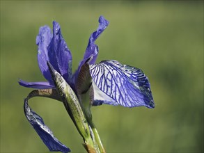 Siberian iris (Iris sibirica), close-up with focus stacking, near Irdning, Ennstal, Styria,