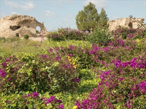 Purple flowering shrubs and green vegetation in front of historical ruins and trees, Purple flowers