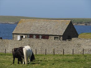 Two ponies in a pasture in front of a stone wall and a farmhouse overlooking the sea, black and