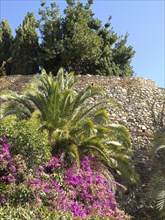 Stone wall of an old ruin surrounded by palm trees, bougainvillea and a cypress under a blue sky,