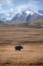 Glaciated and snow-covered mountains, yak on the plateau in autumnal mountain landscape with yellow