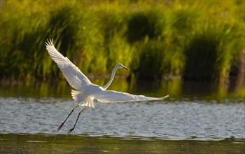 Great egret (Ardea alba), water, flight, Lower Austria