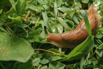 Slug crawling among the green grass blades