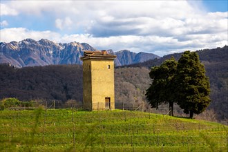 Tower and a Tree on Vineyard on Mountain Peak with Mountainscape in a Sunny Day in Collina di Oro