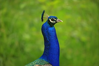 Indian peafowl (Pavo cristatus)