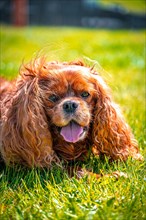Cavalier King Charles Spaniel domestic dog (Canis lupus familiaris) in a meadow, Schoenheide,