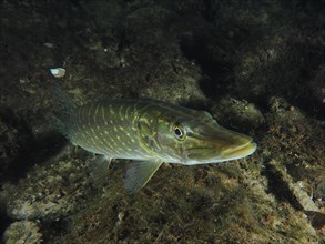 A single pike (Esox lucius) lurks in the dark at the bottom of an underwater habitat. Dive site