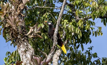 Montezuma's forehead bird (Gymnostinops montezuma) sitting on a branch, Tortuguero National Park,