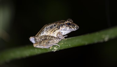 Fitzinger's dink frog (Craugastor fitzingeri) sitting on a stalk, at night, Tortuguero National