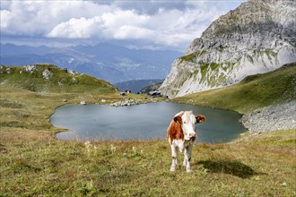 Cows at the mountain lake Obstansersee between green mountain meadows, Carnic Main Ridge, Carnic