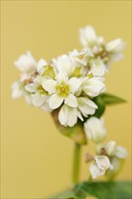 Common buckwheat or common buckwheat (Fagopyrum esculentum), flowers, North Rhine-Westphalia,