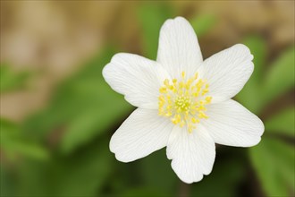 Wood anemone (Anemone nemorosa), flower, North Rhine-Westphalia, Germany, Europe