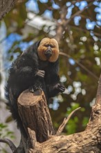 White-faced saki (Pithecia pithecia), tropical house, captive, zoo, Nuremberg, Middle Franconia,