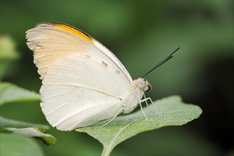 Large aurora butterfly (Hebomoia glaucippe), male, captive, occurrence in Asia