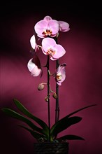 Pink orchid (Phalaenopsis) on dark purple background