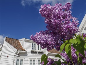 Magnificent purple lilac flowers in front of traditional white houses and a clear blue sky, White