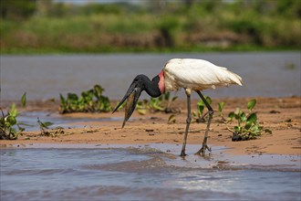 Jabiru (Jabiru mycteria) Pantanal Brazil