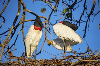 Jabiru (Jabiru mycteria) Pantanal Brazil