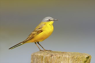 Western yellow wagtail (Motacilla flava) on a perch in Osterfeinermoor, pasture fence, wildlife,