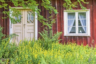 Old idyllic red wooden cottage with flowering plants in an overgrown garden, Sweden, Europe