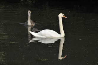 White swan chicks. Portrait of a young white swan