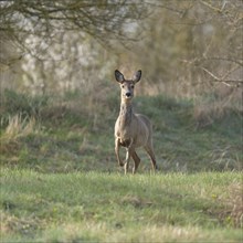 European roe deer (Capreolus capreolus), doe in winter coat, winter cover standing in a meadow,
