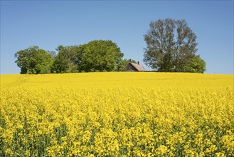 Rape field, field with flowering rapeseed (Brassica napus) at a farm in Roegla, Ystad municipality,