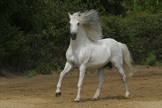 Andalusian, Andalusian horse, Spaniard