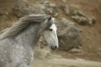 Andalusian, Andalusian horse, Antequera, Andalusia, Spain, Europe