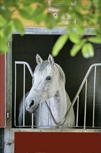 Arabian, Horse