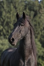 Friesian, Friesian horse