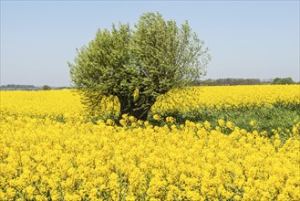 Willow tree in a field with flowering rapeseed (Brassica napus) in Ingelstorp, Ystad municipality,