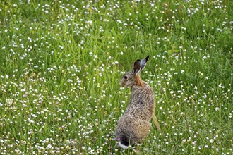 A brown hare (Lepus europaeus) seen from behind sitting in a flowering meadow surrounded by grass