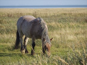 Grey-beige horse with lowered head, grazing in a meadow in summer near a sea, horses on salt meadow