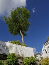 A single tree over a white fence against a blue sky and a white house, white wooden houses with