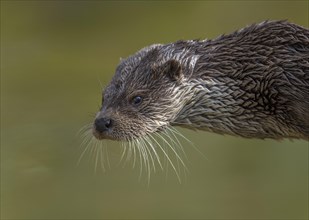 European otter (Lutra lutra), portrait, captive, Germany, Europe