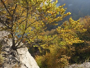 A tree with golden autumn leaves on a sunny cliff with a colourful landscape in the background,